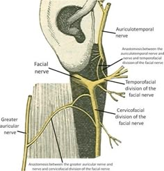 Ringing Ears Remedy, Nerve Pain Remedies, Ear Pressure, Facial Nerve, Ear Health, Vagus Nerve, Health And Fitness Articles, Medical Knowledge