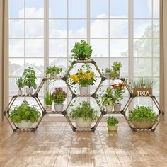 several potted plants are arranged in the shape of hexagons on a wooden floor