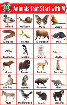 the animals that start with m are shown in red and white, along with words describing them