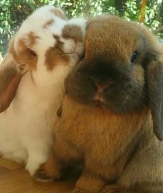 two brown and white rabbits sitting next to each other