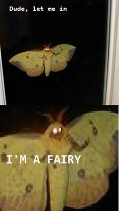 a yellow butterfly sitting on top of a window sill next to the words, i'm a fairy