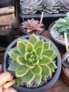 there are many succulents in the potted plants