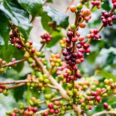 Coffea arabica nana is a perennial in frost-free zones. It is a dwarf bush that is typically used as a potted plant, even being grown indoors as a house plants. The Coffee plant produces star-shaped, scented flowers which are followed by fruit. As the fruit ripens, its color changes from green, to red, and then nearly black. Found inside the fruit are the seeds, or Coffee beans which can be roasted and ground and made into coffee. Coffea arabica plants are interesting to grow and long-lived, pre Grow Coffee, Scented Flowers, Coffea Arabica, Coffee Plant, Garden Living, House Plants Indoor, Growing Indoors, The Fruit, Planting Seeds