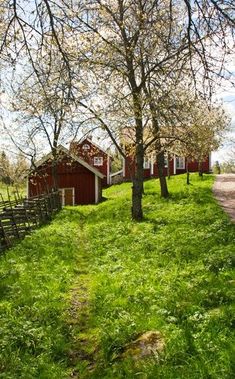 a grassy field with trees and houses in the background