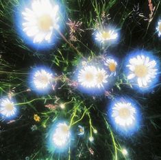 a bunch of flowers that are sitting in the grass with blue lights on them and some green stems