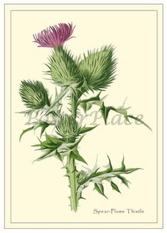 an illustration of a thistle plant with purple flowers