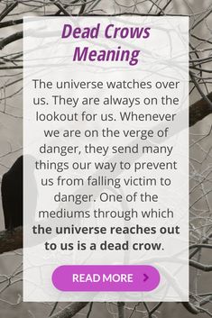 What is a dead crow meaning and spiritual significance. The symbolism of a dead crow or a feather from this animal. Crow Spiritual Meaning, Crows Meaning, Crow Meaning, Conference Ideas, Crow Skull, The Ego