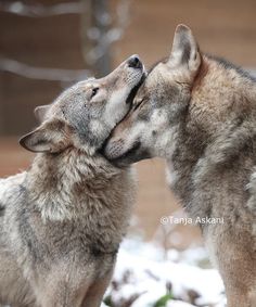 two gray wolfs kissing each other in the snow