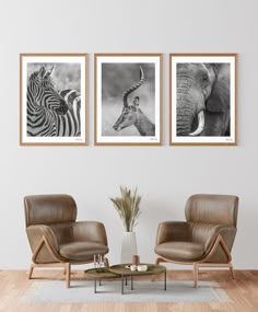 three framed pictures hang on the wall above two chairs in front of a zebra and giraffe