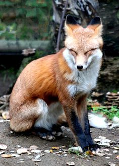 a red fox sitting on the ground with its eyes closed