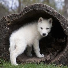 a small white dog is standing in a log