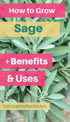 sage plant with the words how to grow sage and benefits & uses