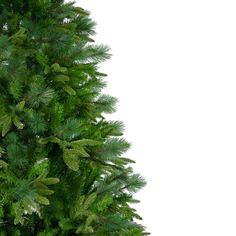 a small pine tree is shown in front of a white background