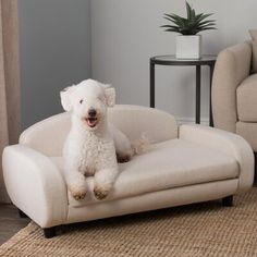 a small white dog sitting on top of a couch