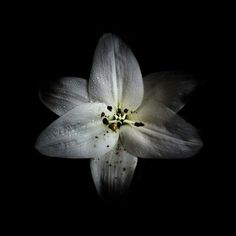 a white flower with drops of water on it's petals in the dark background