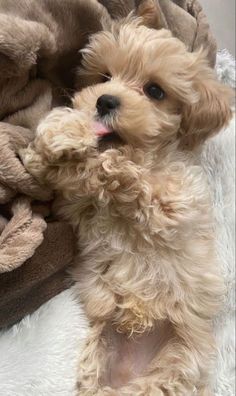 a small brown dog laying on top of a pile of blankets