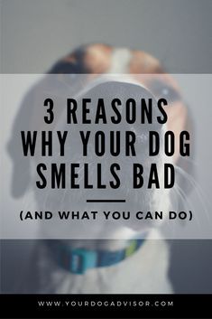 3 reasons why your dog smells bad Dog Farts, Stinky Dog, Smelly Dog, Dog Wellness, Urine Smells, Dog Breath, Easiest Dogs To Train, Dog Smells