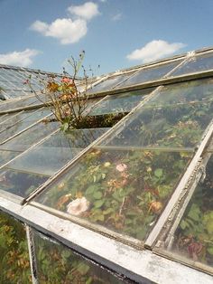 an old greenhouse with lots of plants growing inside