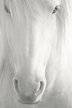 black and white photograph of a horse's face