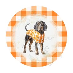 a black and brown dog wearing an orange checkered shirt on top of a plate