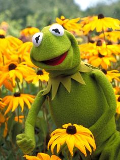 kermie the frog standing in a field of yellow flowers