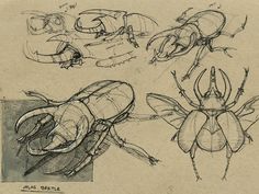 some drawings of bugs and insects in various positions, with one bug on the left side