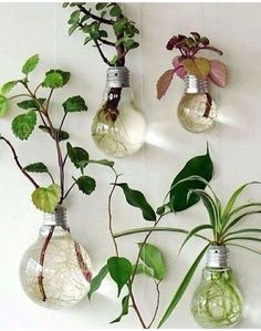 four light bulbs with plants in them hanging on the wall next to eachother