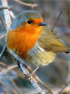 a small bird sitting on top of a tree branch