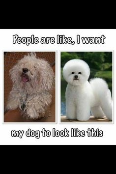 two pictures of dogs with caption that says people are like, i want my dog to look like this