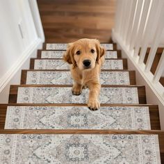 a dog is sitting on the stairs in front of a carpeted stair case and looking at the camera