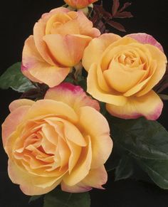 three yellow roses with green leaves in front of a black background and one pink flower