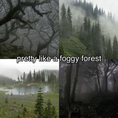 two different pictures with trees and fog in the background, one is an empty forest