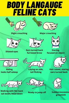 Cat Body Language Signs Cat Body Language Signs, Cats Astethic, Cat Language Signs, Cat Eye Infection, Cats Behavior, Cat Behavior Facts, Cat Behaviour, Cat Communication