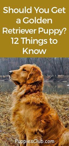 a golden retriever sitting in the grass with text overlay that reads should you get a golden retriever puppy? 12 things to know