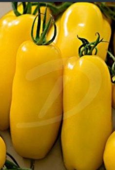 several yellow peppers with green stems on them