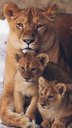 two young lions sitting next to each other on top of snow covered ground with their mother