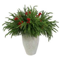 a potted plant with red berries on it's top and green foliage in the bottom