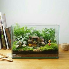 an aquarium with plants, rocks and a gnome figurine in the center on a wooden table