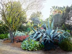 an assortment of plants and trees in a garden area with dirt path leading to them