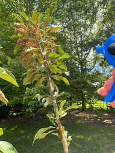 a hand holding a blue pair of scissors in front of a tree with green leaves