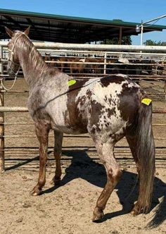 a brown and white horse standing next to a fence in an enclosed area with other horses