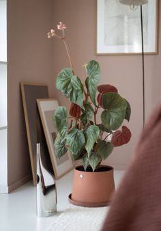 a potted plant sitting on top of a white table next to a mirror and lamp