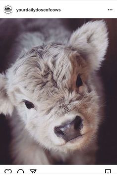 a baby cow is looking at the camera