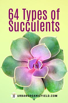 the cover of 64 types of succulents