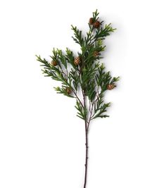 a branch with pine cones on it against a white background