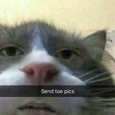 a cat with the caption send toe pics on it's face and nose