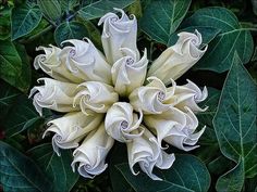 a large white flower surrounded by green leaves