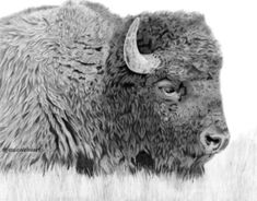 a black and white drawing of a bison