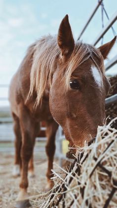 a brown horse standing next to a pile of hay