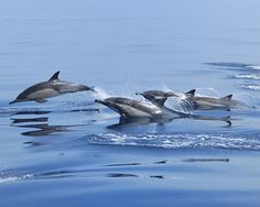 three dolphins are swimming in the water